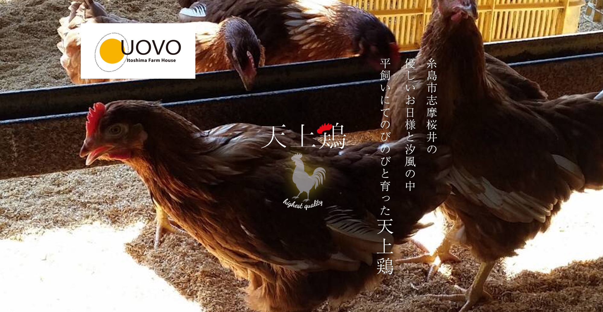 糸島市志摩桜井の優しいお日様と汐風の中、平飼いにてのびのびと育った天上鶏